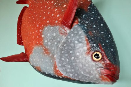 Téléchargez les photos : Naples, Campanie, Italie 25 février 2022 : King Fish, ou Lampris Guttatus, au Darwin Dohrn Museum - en image libre de droit