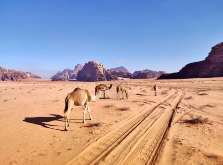 Photo for Petra, Jordan - January 6, 2023: Dromedaries in Wadi Rum desert - Royalty Free Image