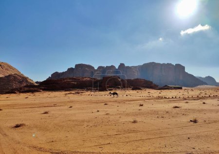 Foto de Petra, Jordan - January 6, 2023: Dromedaries in Wadi Rum desert - Imagen libre de derechos
