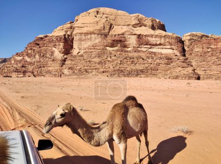 Photo for Petra, Jordan - January 6, 2023: Dromedaries in Wadi Rum desert - Royalty Free Image