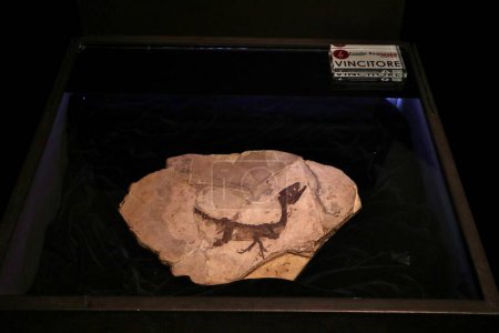 Foto de Benevento, Campania, Italia 15 de febrero de 2024: Fósil de Scipionyx Samniticus, comúnmente conocido como Ciro, un fósil de dinosaurio que data de hace unos 113 millones de años, en exhibición en el antiguo Convento de San Felice - Imagen libre de derechos