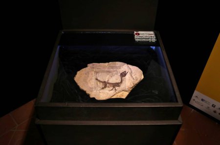 Foto de Benevento, Campania, Italia 15 de febrero de 2024: Fósil de Scipionyx Samniticus, comúnmente conocido como Ciro, un fósil de dinosaurio que data de hace unos 113 millones de años, en exhibición en el antiguo Convento de San Felice - Imagen libre de derechos