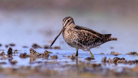 common snipe near the lake and look to me