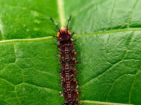 Photo for Close-up photo of a live caterpillar crawling on a green leaf, showing the intricate details and colors of the insect and leaf, captured in daylight, with macro mode - Royalty Free Image
