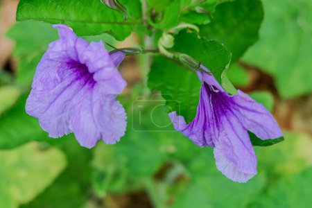 The beautiful trumpet-shaped flowers of Ruellia tuberosa are gracefully growing in the yard