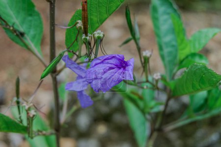 Die schönen trompetenförmigen Blüten von Ruellia tuberosa wachsen anmutig im Garten