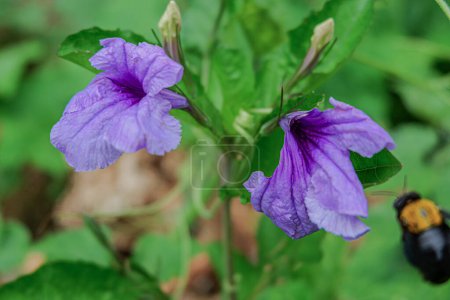 The beautiful trumpet-shaped flowers of Ruellia tuberosa are gracefully growing in the yard