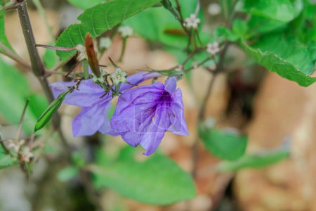 Photo for The beautiful trumpet-shaped flowers of Ruellia tuberosa are gracefully growing in the yard - Royalty Free Image