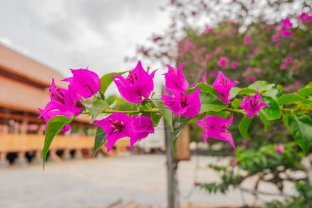 Ein friedlicher Innenhof, geschmückt mit leuchtend rosa Bougainvillea-Blüten