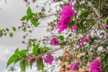 Ein friedlicher Innenhof, geschmückt mit leuchtend rosa Bougainvillea-Blüten