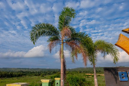 Serene Tropical Escape: Palm Trees and Rustic Charm in South Buton - A Glimpse of Rural Beauty Amidst Tropical Flora