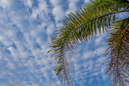 Escape tropical sereno: palmeras y encanto rústico en el botón sur - Un vistazo de la belleza rural en medio de la flora tropical