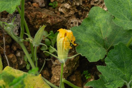 Blooming Pumpkin Flower Amidst Lush Green Leaves - Capturing Nature's Beauty - A Close-Up View of a Blooming Pumpkin Flower Amidst Lush Greenery