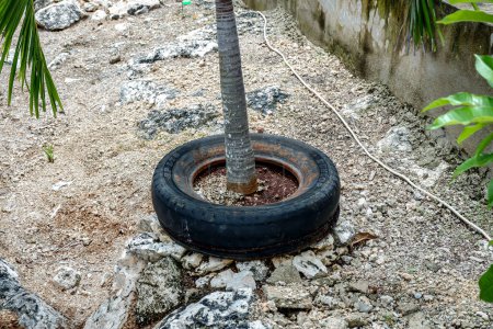 Tropische Palme mit altem Reifen im Inneren - Grün inmitten von Beton: Wo urbane und tropische Welten aufeinanderprallen