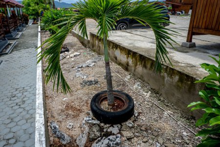 Tropical Palm Tree with an Old Tire Inside - Greenery in the Middle of Concrete: Where the Urban and Tropical Worlds Collide