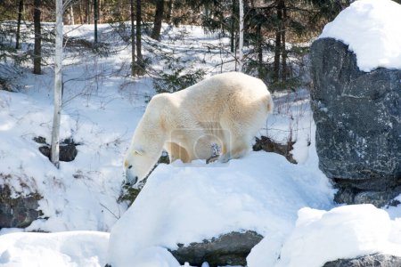 Téléchargez les photos : Ours polaire - Ours Blanc sur neige - en image libre de droit