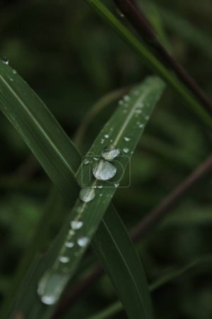 Rain Drop on leaf