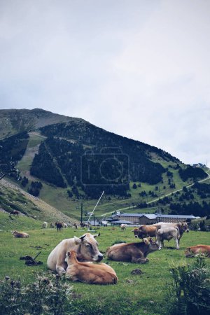 Cows resting in the Nuria Valley in Catalonia on September 3, 2018