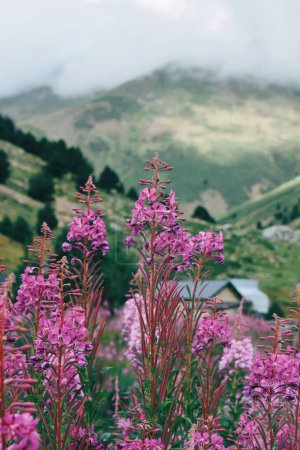 flowers in the foreground in the Nuria Valley in Catalonia on September 3, 2018