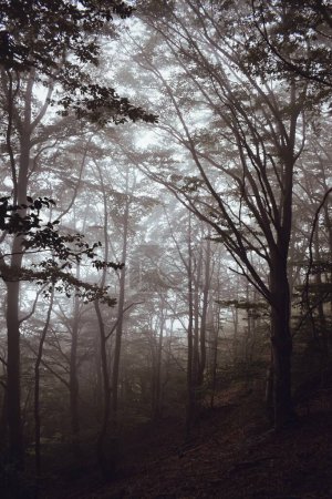 Nebelbedeckter Wald im Naturpark Montseny in Katalonien am 14. August 2020