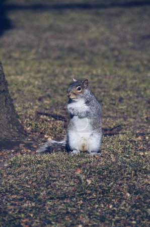 Téléchargez les photos : Petit écureuil dans un parc au centre-ville de Boston, aux États-Unis, le 12 février 2020 - en image libre de droit