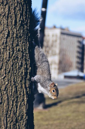 Téléchargez les photos : Petit écureuil dans un parc au centre-ville de Boston, aux États-Unis, le 12 février 2020 - en image libre de droit