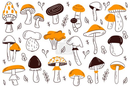 Forest mushrooms set . Autumn mushrooms and toadstools vector set.