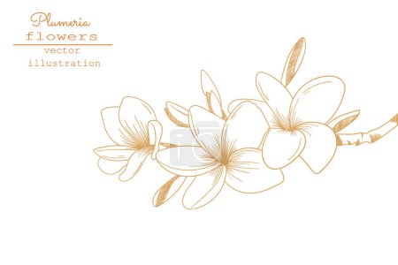 Plumeria flower drawings. Sketch floral botany collection. Hand drawing botanical illustration.Tropical flower. Vector