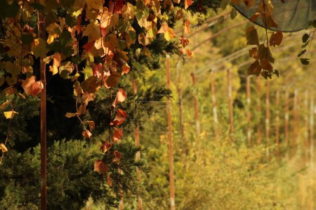 Foto von welken Traubenblättern im Herbst, aufgenommen unter der Nachmittagssonne.