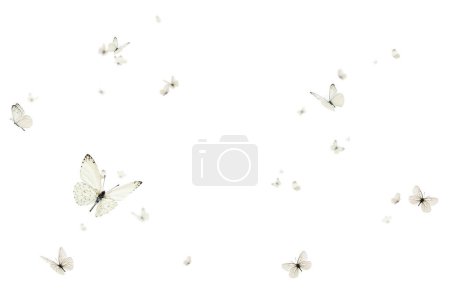 Photo for Flying butterfly, composition, isolated, purple, white, orange, colorful, fly, spring, summer, isolated - Royalty Free Image
