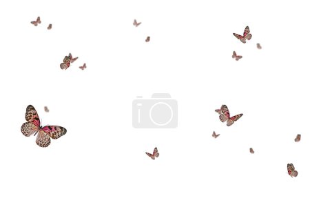 Mariposa voladora, composición, aislado, púrpura, blanco, naranja, colorido, mosca, primavera, verano, aislado