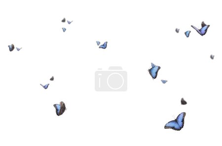 Mariposa voladora, composición, aislado, púrpura, blanco, naranja, colorido, mosca, primavera, verano, aislado