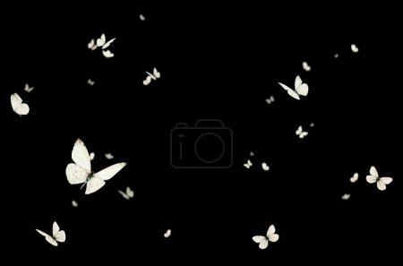 Flying butterfly, composition, isolated, purple, white, orange, colorful, fly, spring, summer, isolated