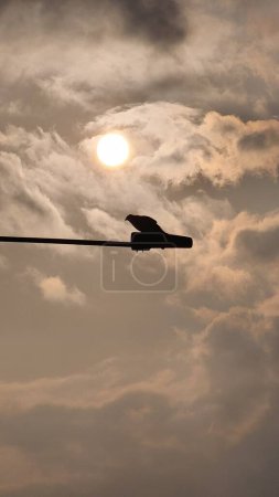 Ein Adler, der auf einem Laternenpfahl im Sonnenlicht hockt.