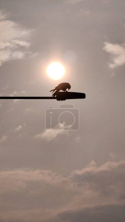 An eagle get in vitamin D from sunlight (fun).An eagle perched on a lamppost in the sunlight.