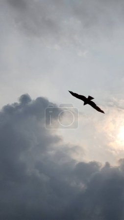 The sun is a dark cloud and with it a flock of eagles.. seagull flying in the sky