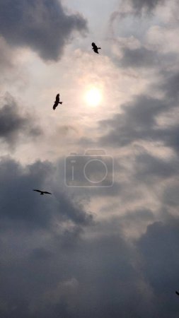 The sun is a dark cloud and with it a flock of eagles.. seagull flying in the sky