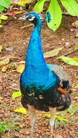 Photo for Peacock with feathers on the ground. Deep peacock roaming in the park - Royalty Free Image
