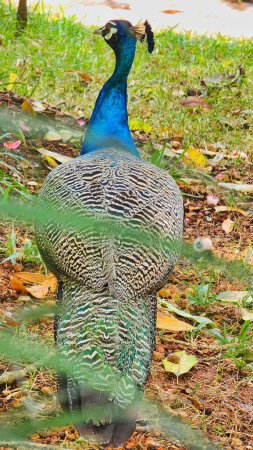 peacock with feathers on the ground. Deep peacock roaming in the park