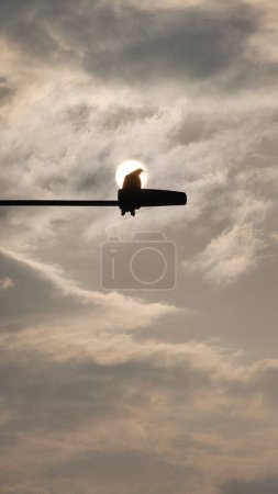An eagle get in vitamin D from sunlight (fun).An eagle perched on a lamppost in the sunlight.
