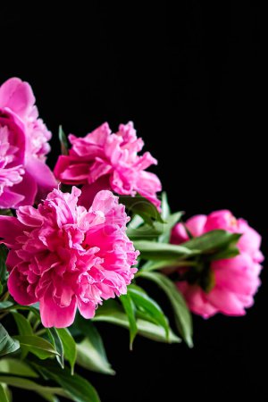 Téléchargez les photos : Du fuchsia. pivoines roses contrastées sur un fond sombre - en image libre de droit