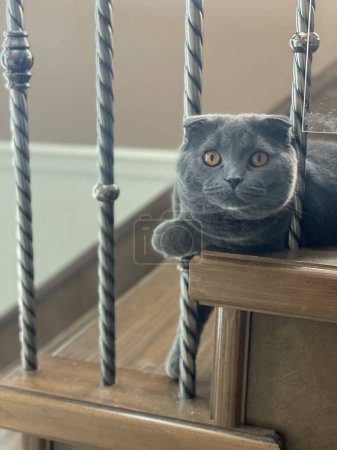 Cute Grey Scottish Fold cat with orange eyes staring in between stair rails in natural lighting