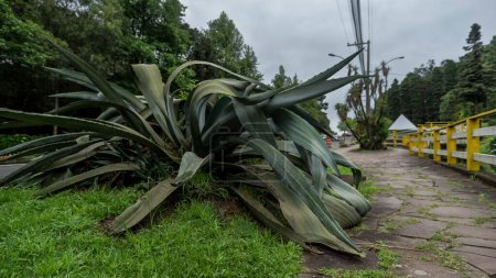Planta gigante en la acera de la famosa Avenida das Hortensias en la ciudad de Gramado