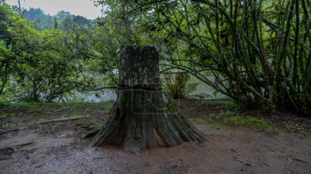 Photo for Wooden bench made from an old tree trunk at the famous Lago Negro in the city of Gramado - Royalty Free Image