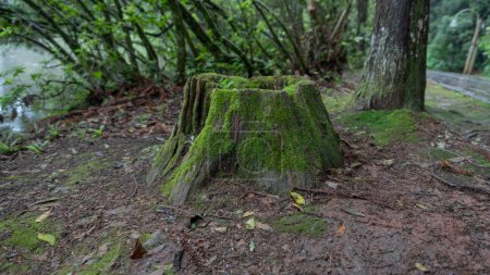 Téléchargez les photos : Banc en bois fabriqué à partir d'un vieux tronc d'arbre au célèbre lac Noir dans la ville de Gramado - en image libre de droit