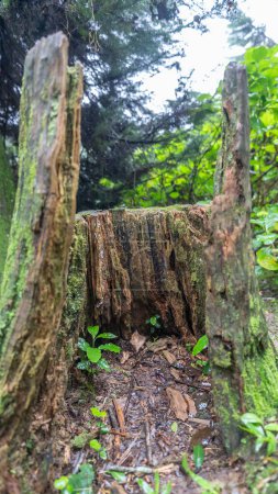 Foto de Banco de madera hecho de un tronco de árbol viejo en el famoso Lago Negro en la ciudad de Gramado - Imagen libre de derechos