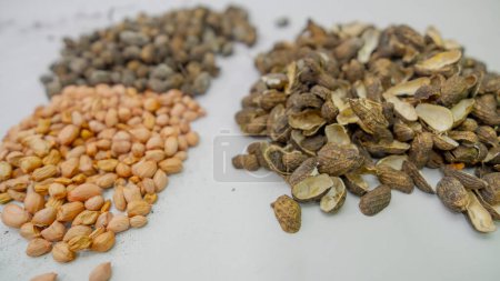 Peanut vegetable in loose grains, portioned and shelled