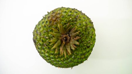 Semillas de cono de pino comestible cosechadas en Brasil