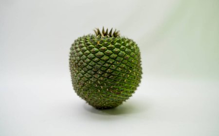 Semillas de cono de pino comestible cosechadas en Brasil