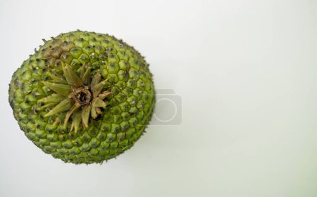 Photo for Edible pine cone seed harvested in Brazil - Royalty Free Image